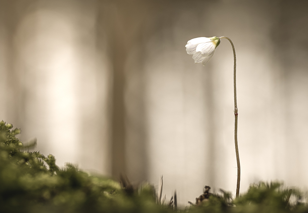 Platz 3 Anton Kienle